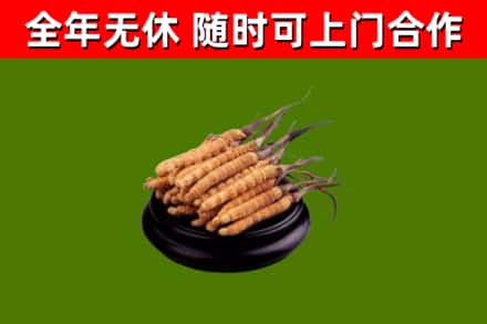 吉市烟酒回收冬虫夏草.jpg