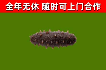 吉市回收海参干